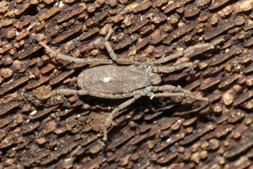 Trogulus sp.